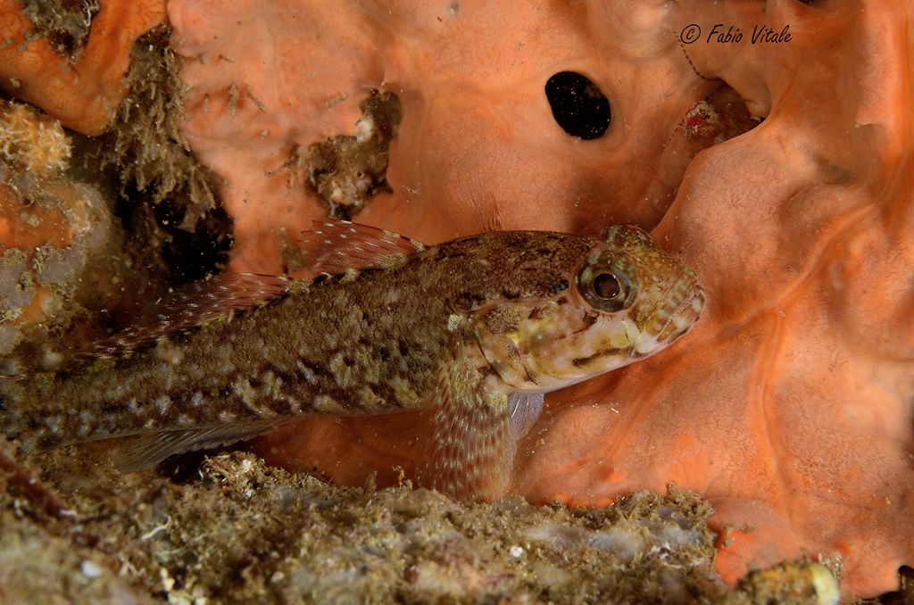 Gobius paganellus